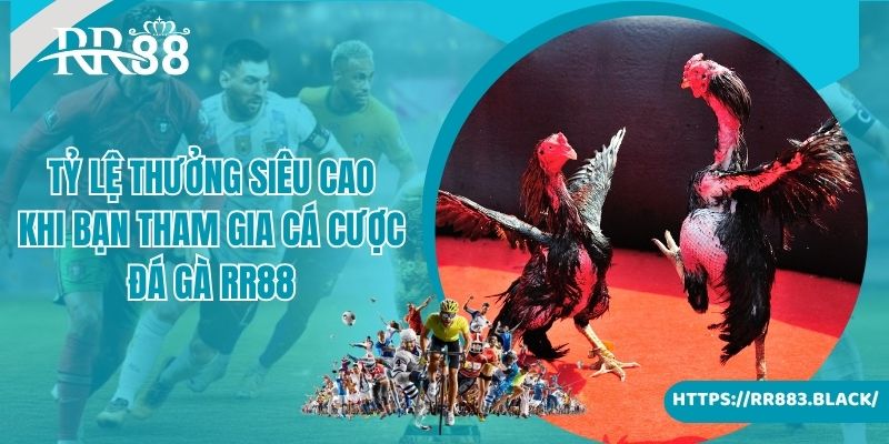 Tỷ lệ thưởng siêu cao khi bạn tham gia cá cược đá gà RR88